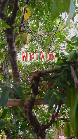 mini Vlog 