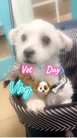 Vet day vlo
