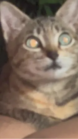 Cats Templates 