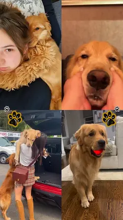 Vlog National Dog 