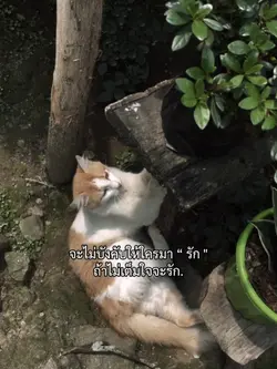 จะไม่บังคับให้ใครรัก