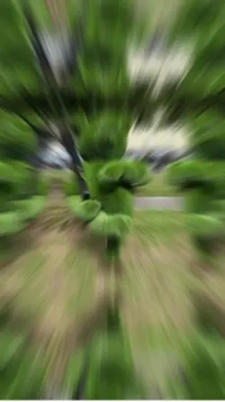 Три поросенка