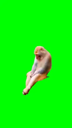 LONELY MONKEY