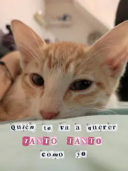 TANTO TANTO COMO YO