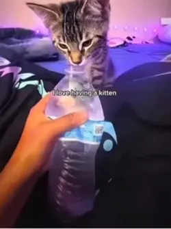 i love having a cat