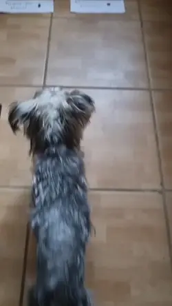 niko