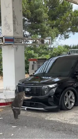 Tamirci kedi 