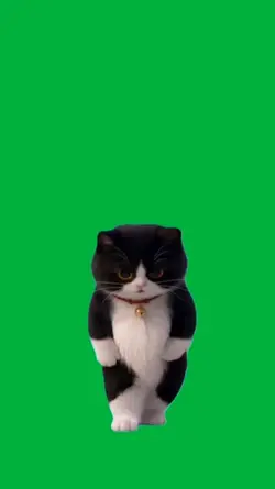 Cat dancing 