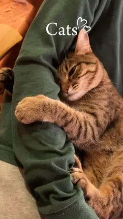 cats