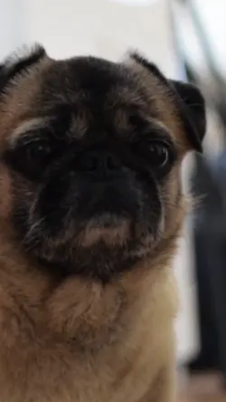 chien