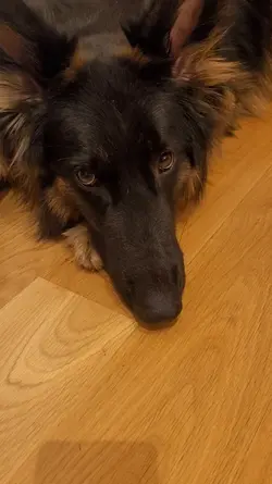 Bellos koparka 