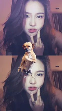 JJ STIKER DOG JOGET