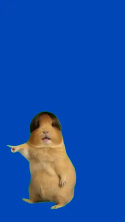 Guinea pig
