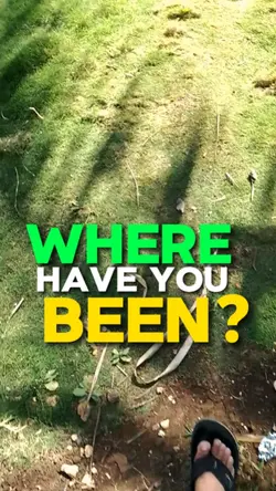 Where have you been?