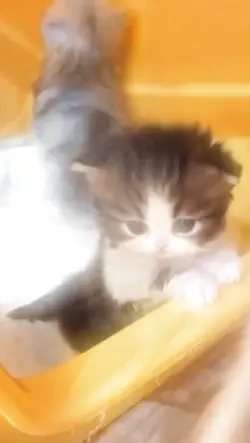 bibi 