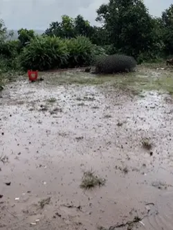 Cơn mưa mèn mén