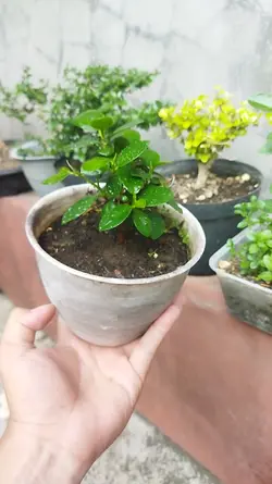 bonsai