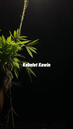 Kebelet Kawin