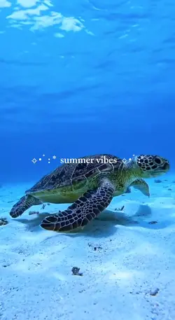summer aesthetic