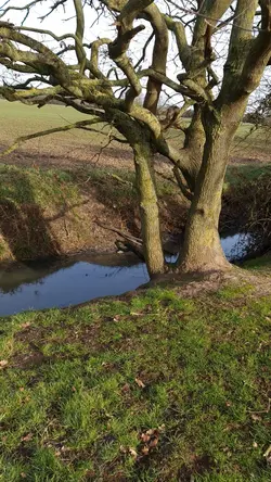 A lonely tree