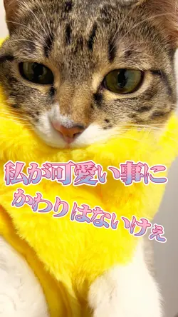 ペット動画など