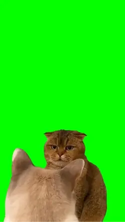 Cat staring