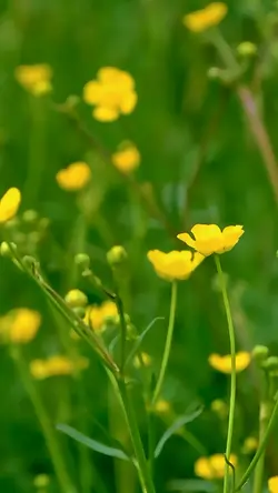 Fiori Gialli 
