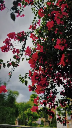 Slowmotion video 🌸❤️‍🔥✨