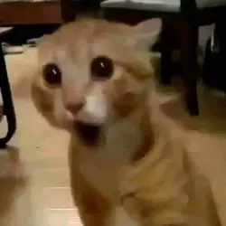 .. ~ . • .* .+