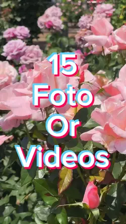 15 Foto Slides
