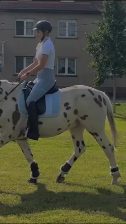 Knabstrupper