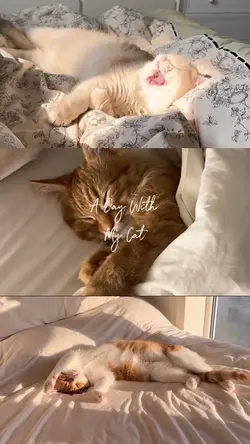 A day with my cat