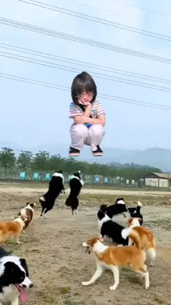 anjing lucu