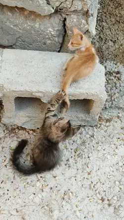kucing lucu 