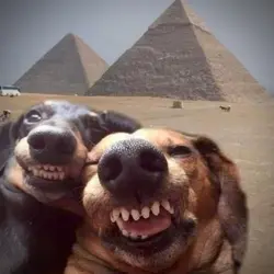 friends 