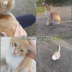 tırmık