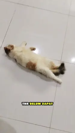 Kucing lucu ngomong