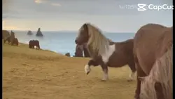 Poney