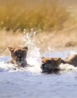 🐆vs🐊👀 