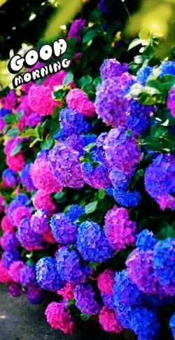 hortensia 
