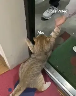 mentahan kucing