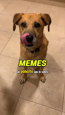 Un pancito por favor