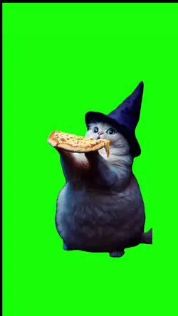 wizard cat