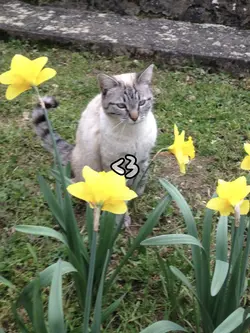 Mon chat <3