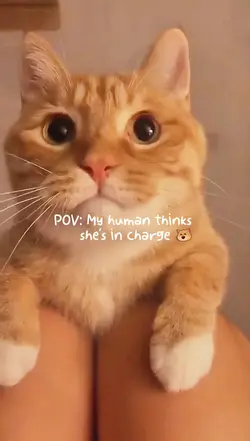 POV with your Pet