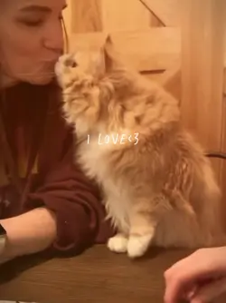 i love w cats