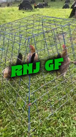 Gamefarm reels 🐓