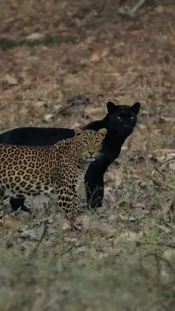EDIT INSANO ANIMAL