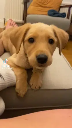 DOG FLEX VIDEO