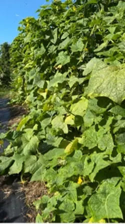 Morning Walk Video